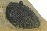 Bargain, Zlichovaspis Trilobite - Atchana, Morocco #137276-4